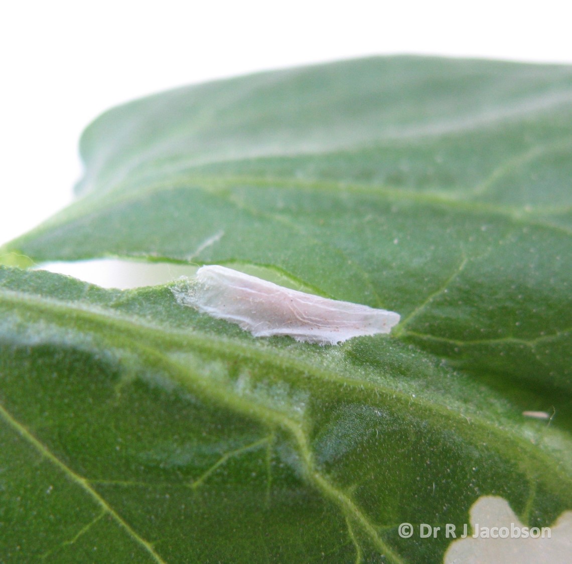 Tuta absoluta pupae in cocoon. Copyright Dr R J Jacobson (RJC Ltd).